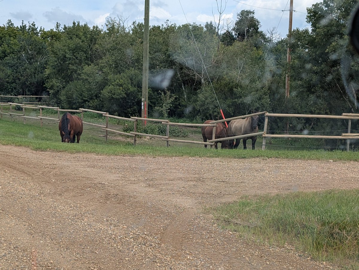 Sheldon grieve tweet media