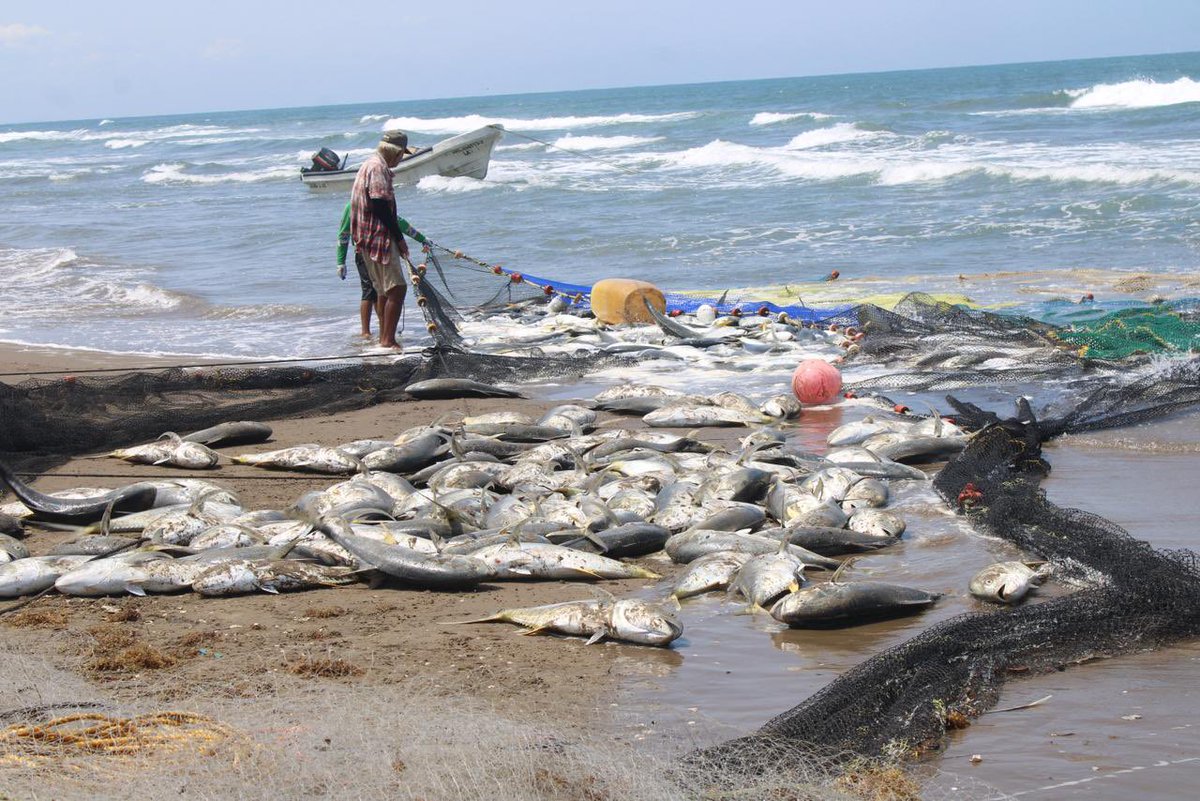 SEMARNAT México tweet media