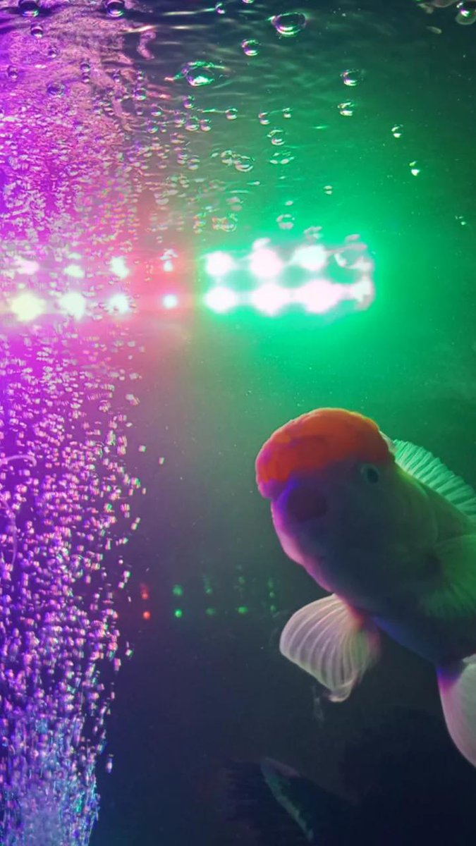 stardust WTS DIGICAM tweet media