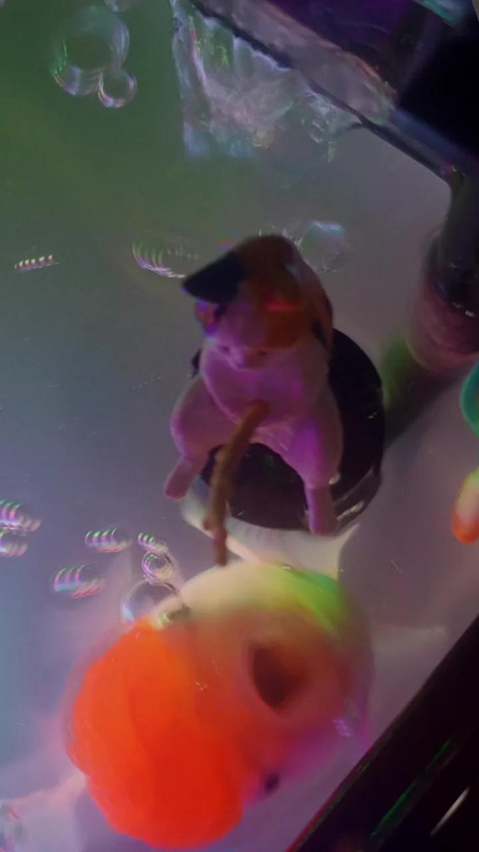 stardust WTS DIGICAM tweet media