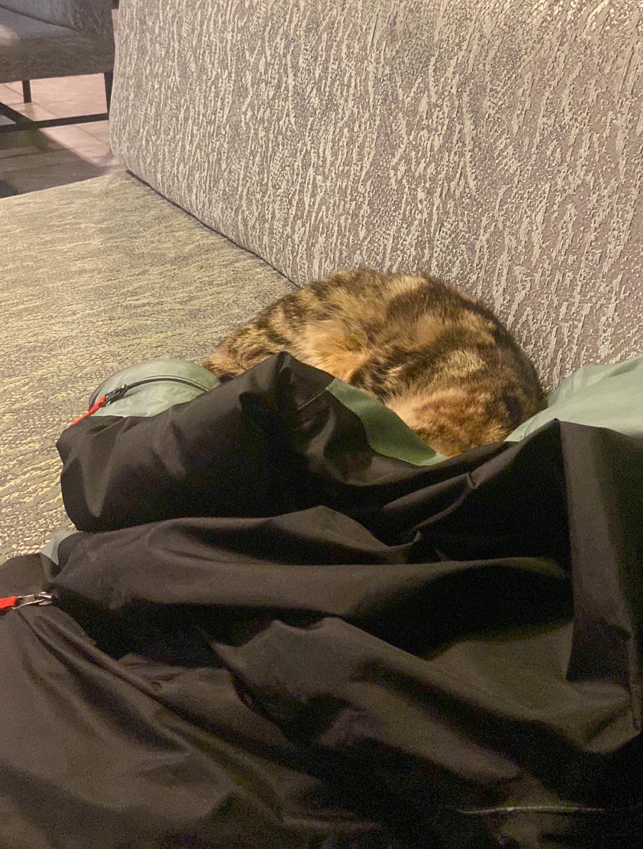 Sefa Gedik tweet media