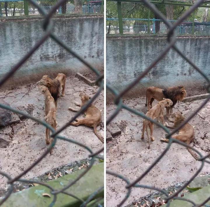 Emmanuel Rincón tweet media