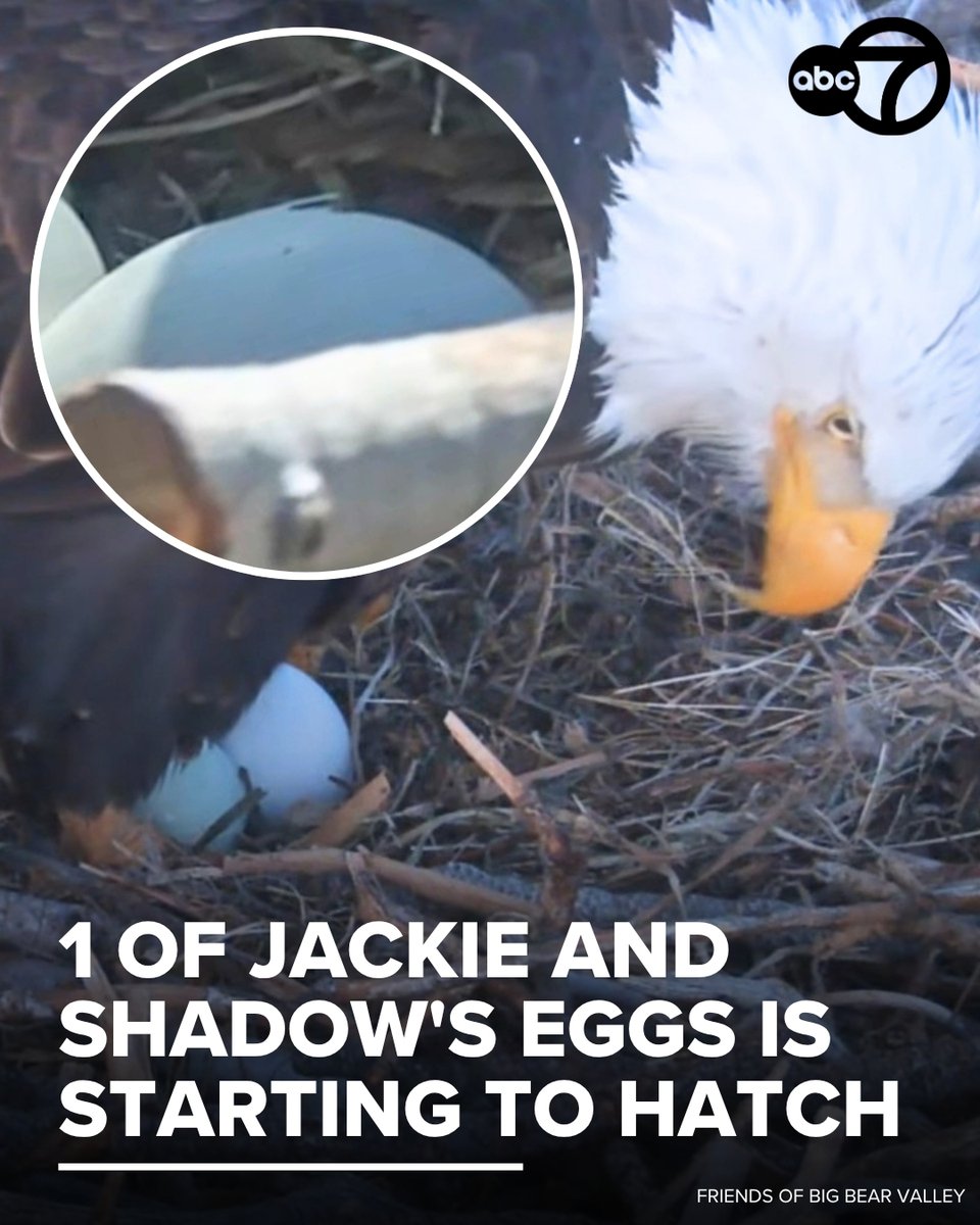 ABC7 Eyewitness News tweet media