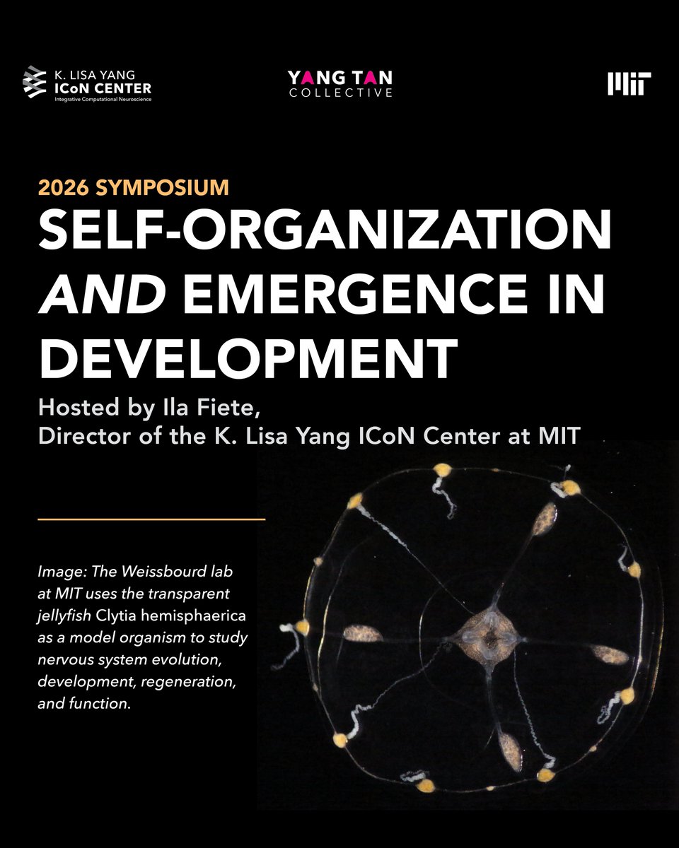 Yang Tan Collective tweet media