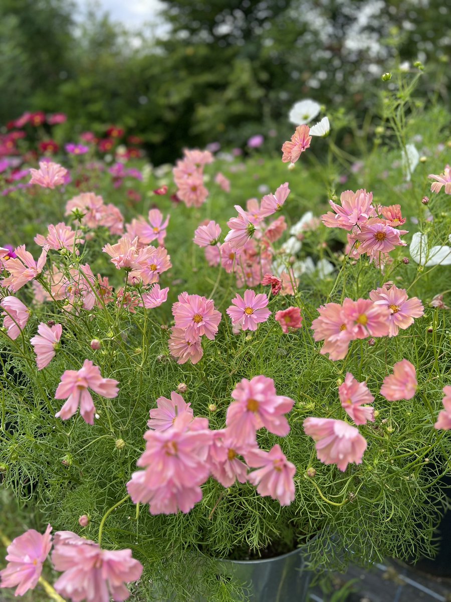 Jonathan Sheppard tweet media