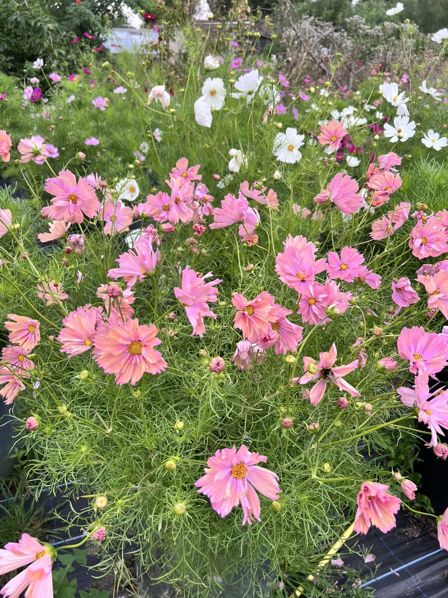 Jonathan Sheppard tweet media