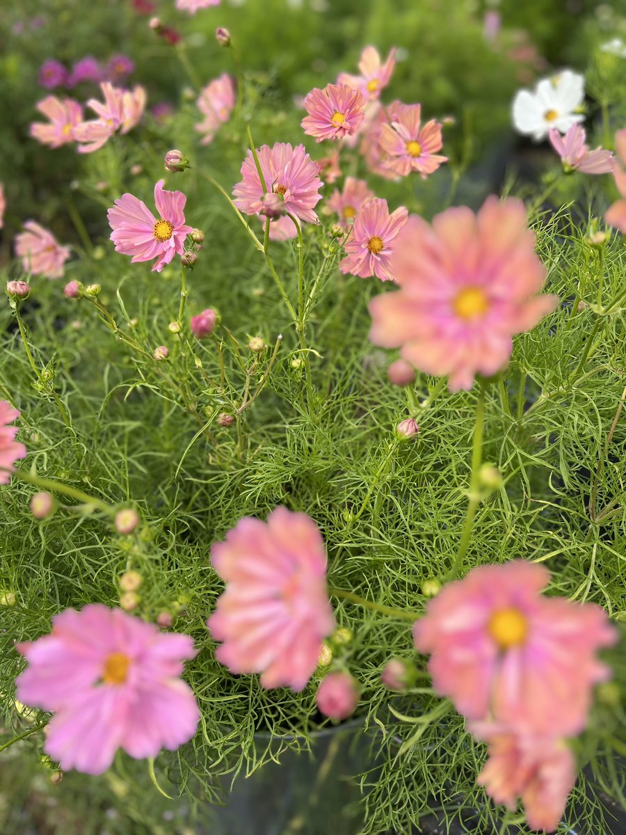 Jonathan Sheppard tweet media