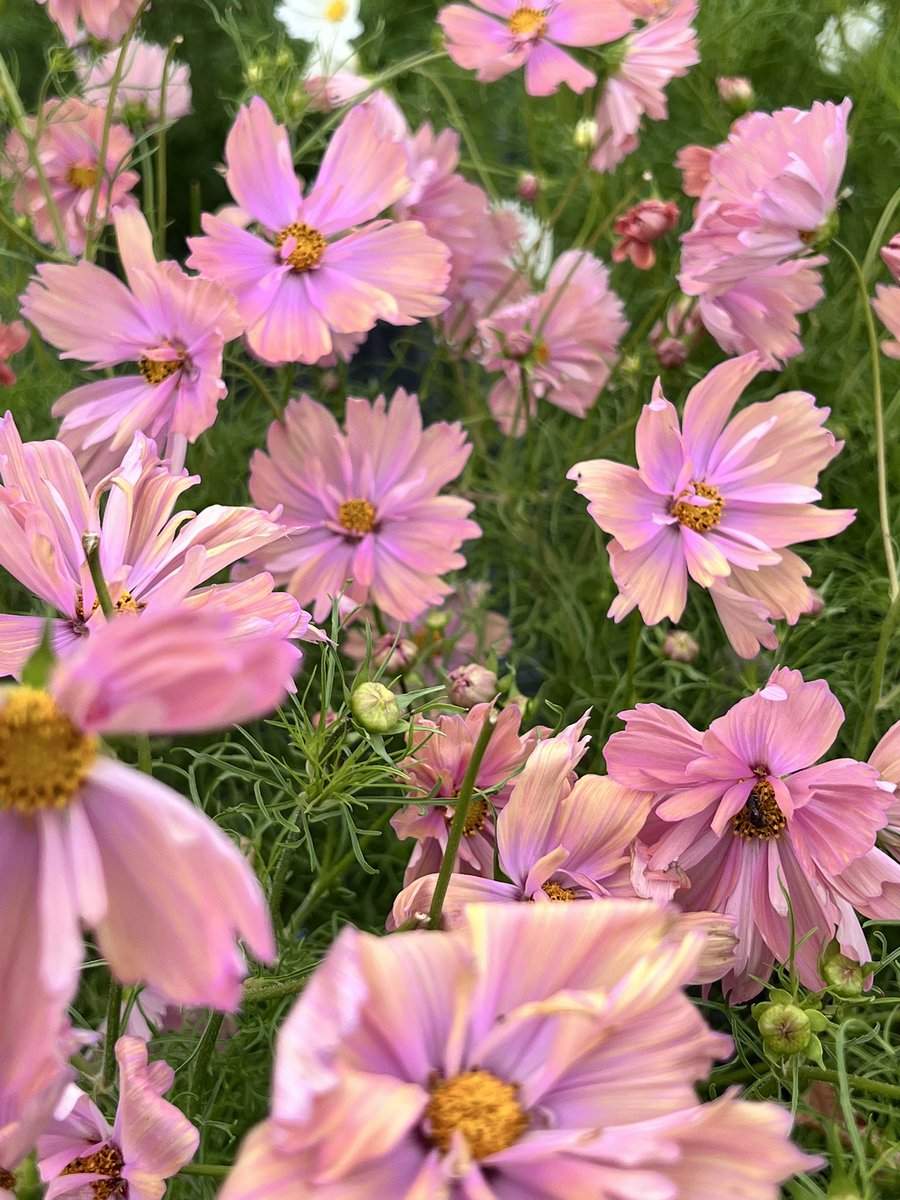 Jonathan Sheppard tweet media