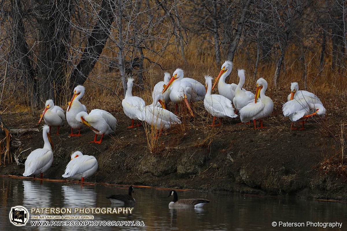 paterson_photo's tweet photo. They are back.........  Pelicans in southern Alberta.
#coaldalealberta #springinalberta #birdphotography #naturephotography https://t.co/ezs5sSVRLd