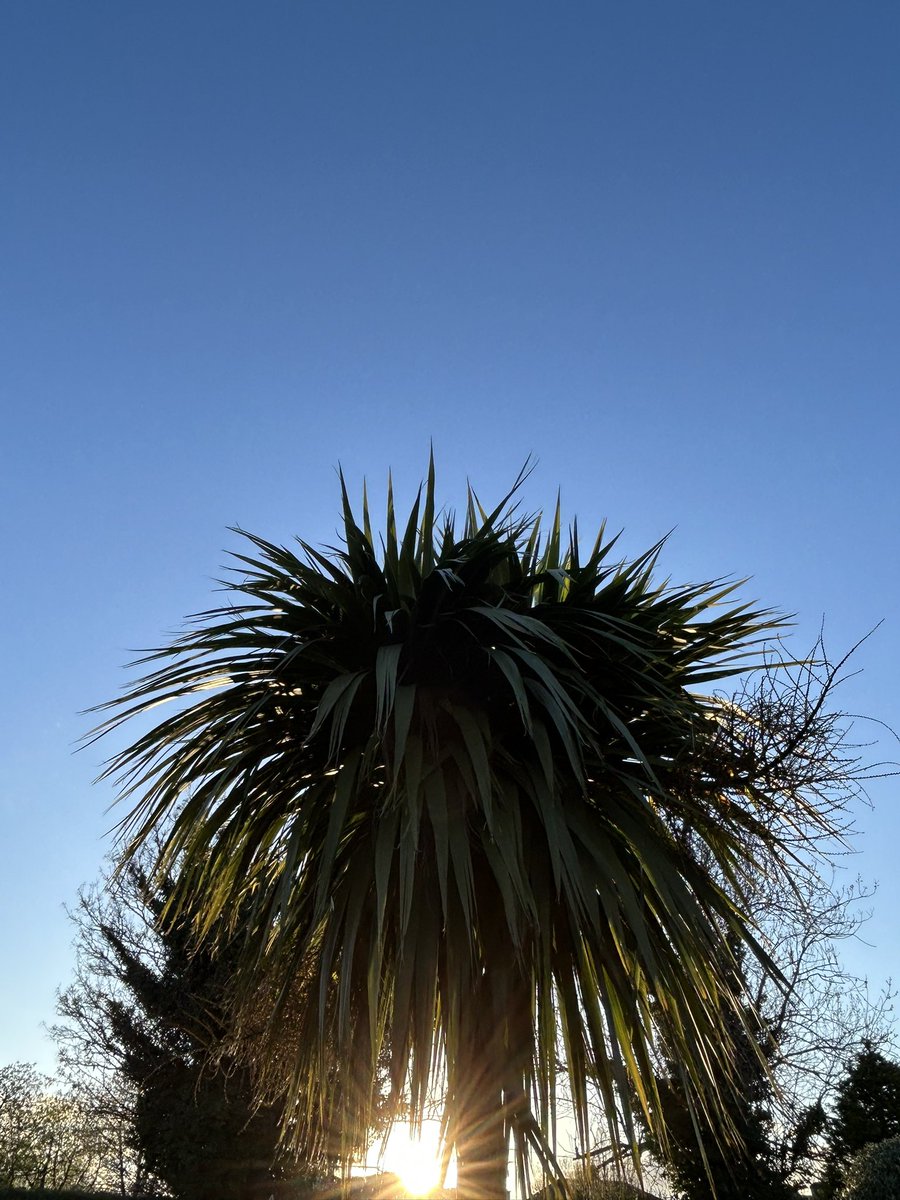 FergusPMcGrath's tweet image. Day 93 of 100 / Round 8 ✅

The calm before the storm (Dave), in the suburbs of SoCoDub. 

#100DaysOfWalking
#Mild