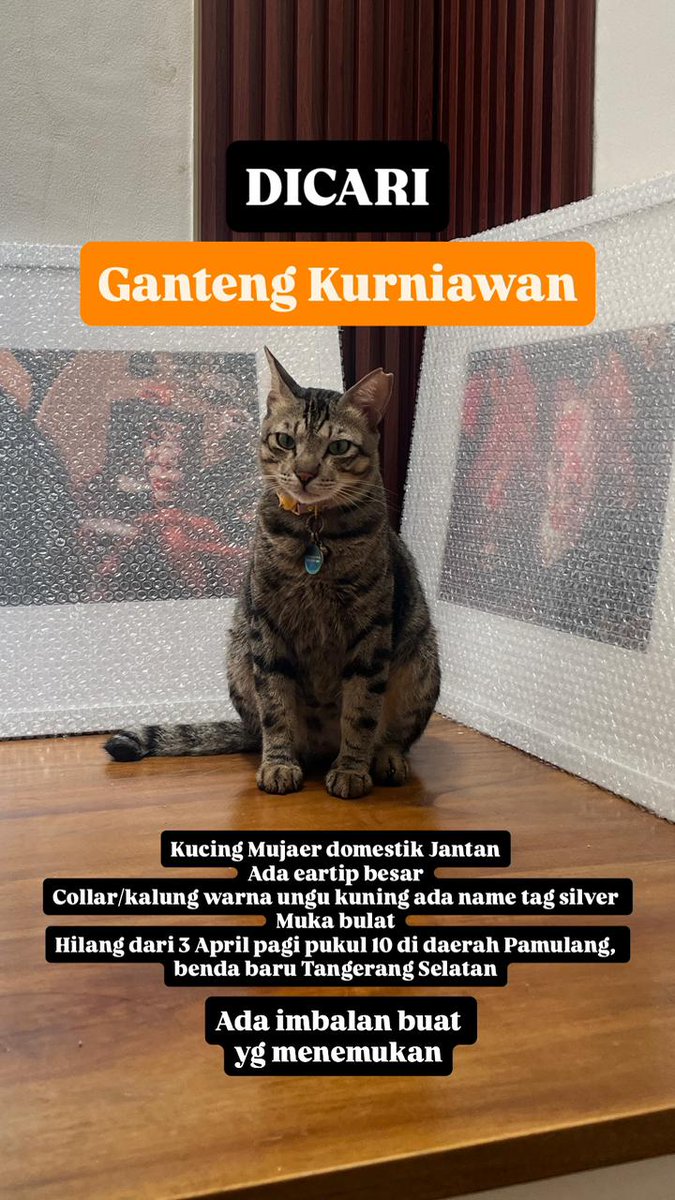 bramsky4's tweet photo. #infokucinghilang #kucinghilang #pamulang dicari kucing hilang didaerah benda raya atau vila dago. Terakhir ada 3 april 2026 pagi https://t.co/q3WroOdPl0