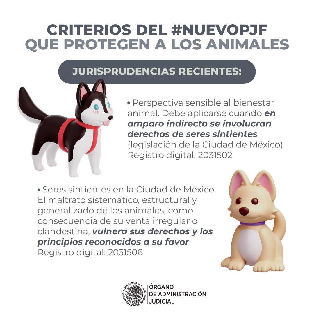 alianzanimalV's tweet photo. @JoseMarioMX Nos da mucho gusto que a partir de la Reforma Constitucional el activismo inteligente  esté apoyándose en en ésta. De esta forma se están logrando avances en lo que por años estuvo estancado.

https://t.co/N9ceSfigKi