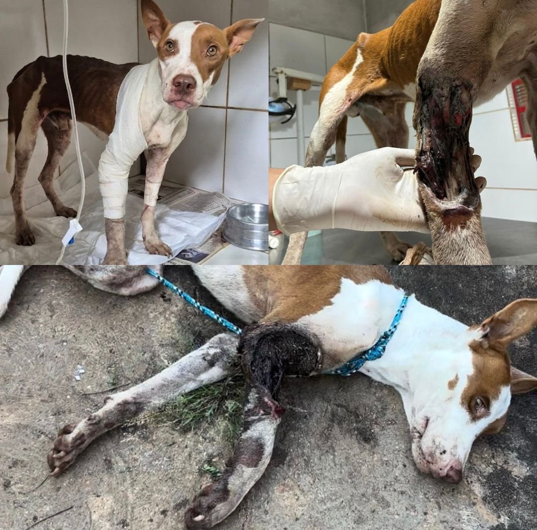 Dra. Vivian Dota tweet media