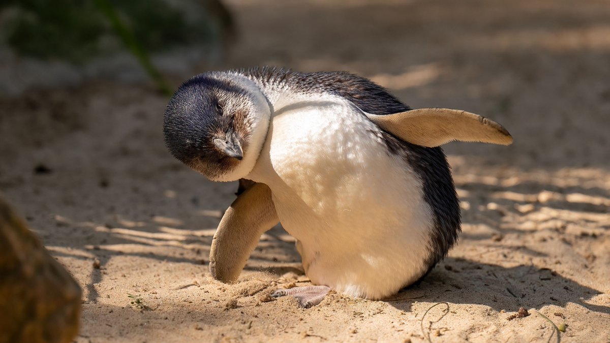 oceana's tweet photo. The little penguin is the world’s smallest penguin! 🐧 

This petite penguin is found along the coastlines of southern Australia &amp; New Zealand. It goes by a variety of nicknames, including little blue penguin &amp; fairy penguin!

Learn more penguin facts at https://t.co/MtsQ2onwGG https://t.co/I9uJqj5hnQ