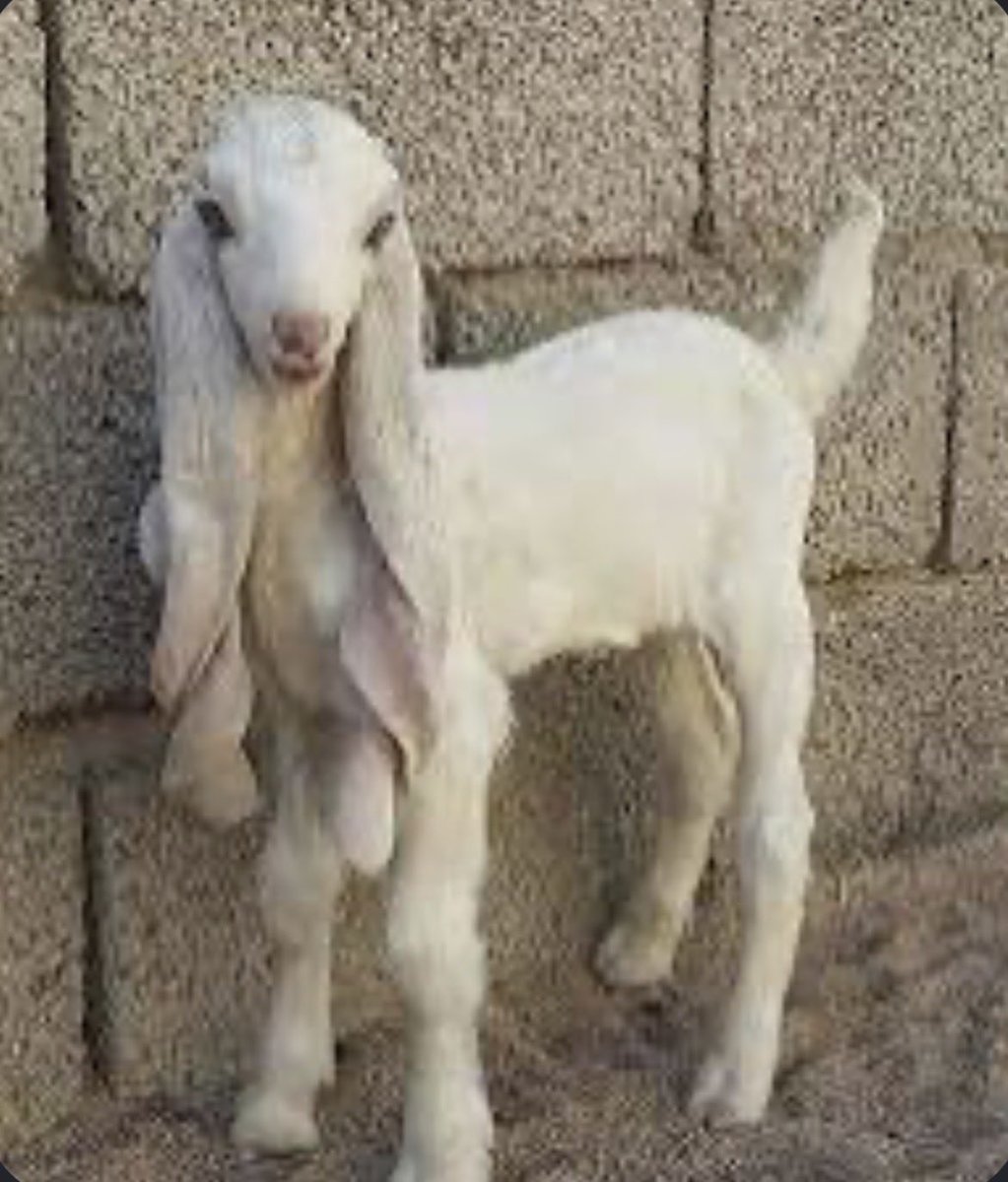 AipmtNet's tweet photo. @JOKAQARMY1 That old goat hairstyle 💇‍♀️ hmmm https://t.co/jlkmtfQ0WR