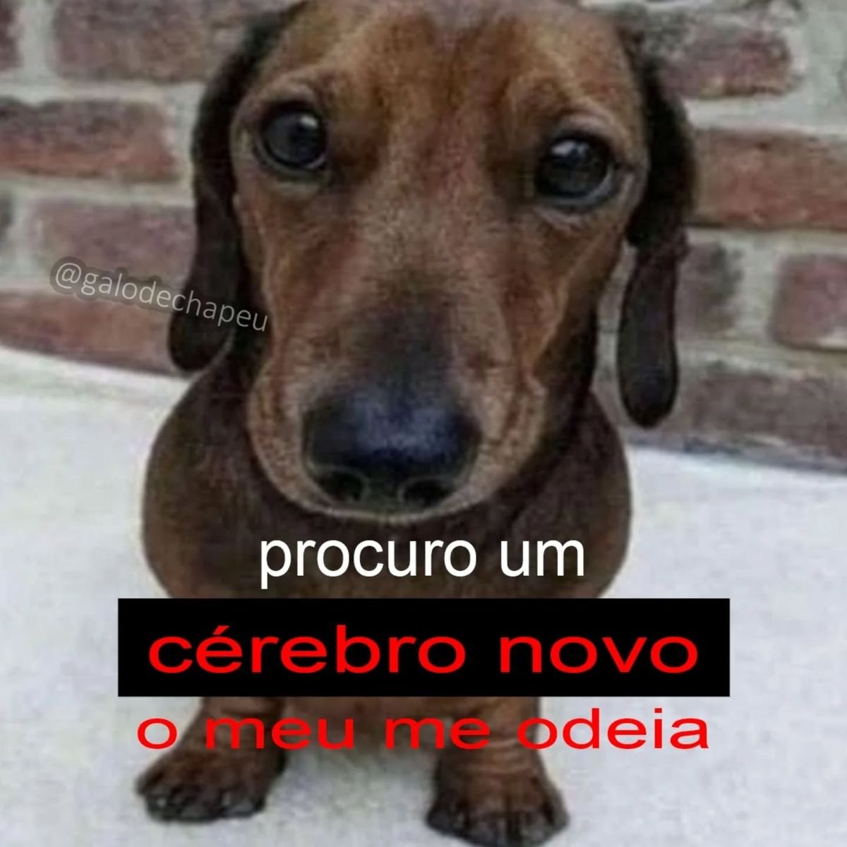 perfil dedicado a gatinhos e peitos tweet media