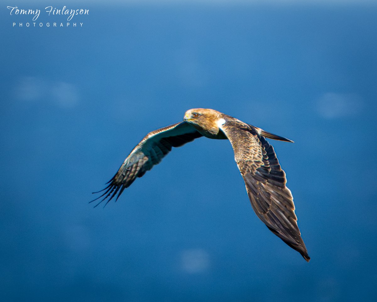 Tommy Finlayson 🇬🇧🇬🇮 tweet media