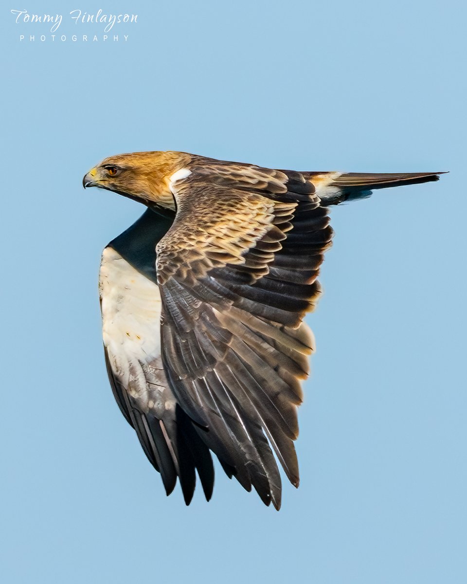 Tommy Finlayson 🇬🇧🇬🇮 tweet media