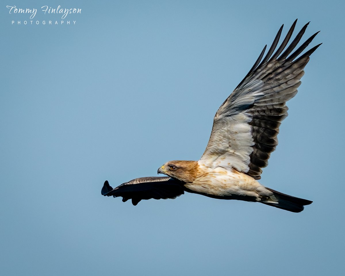 Tommy Finlayson 🇬🇧🇬🇮 tweet media