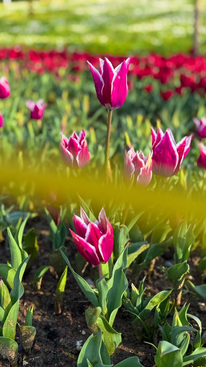 nilmaigun's tweet photo. Gülhane Parkı renklenmeye başlamış. Laleler, papatyalar, mis gibi gökyüzü. https://t.co/RyHEWSw26M