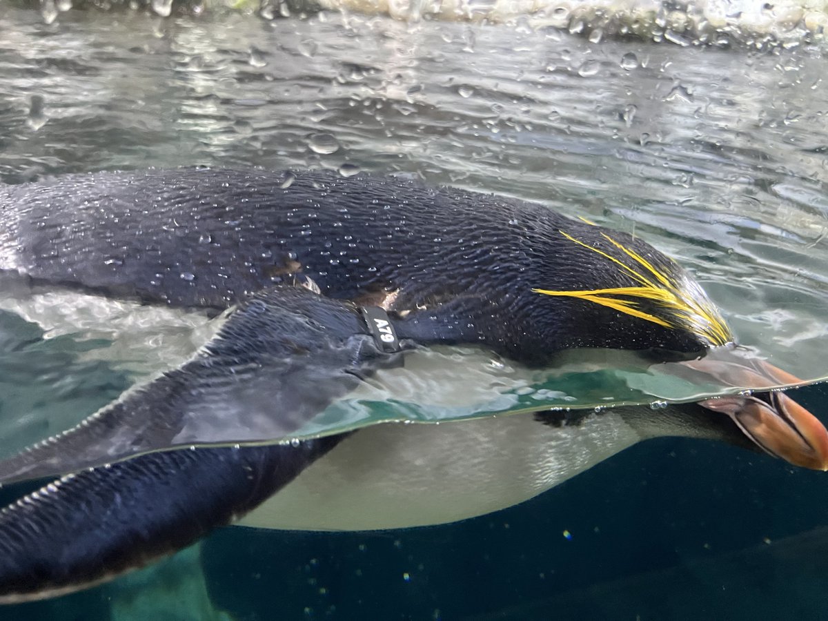 L.Y.K.A.I.O.S💿🐇VTuber tweet media