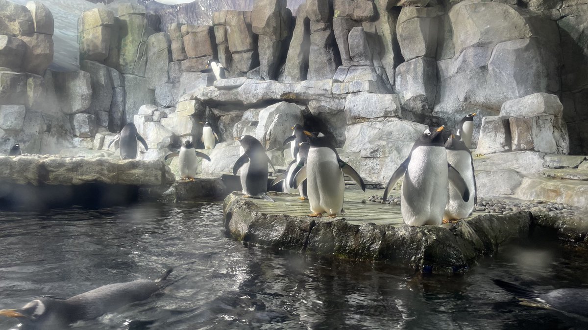 L.Y.K.A.I.O.S💿🐇VTuber tweet media