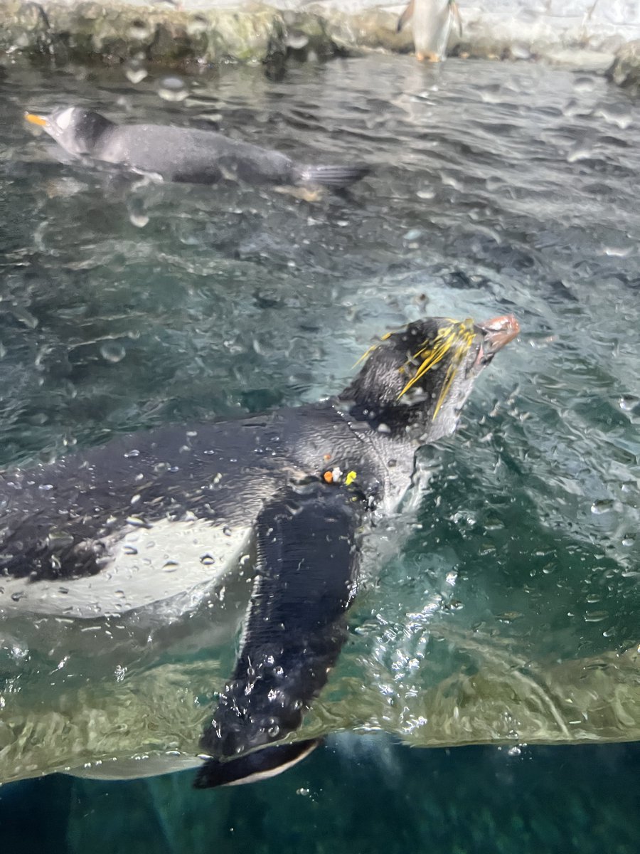 L.Y.K.A.I.O.S💿🐇VTuber tweet media