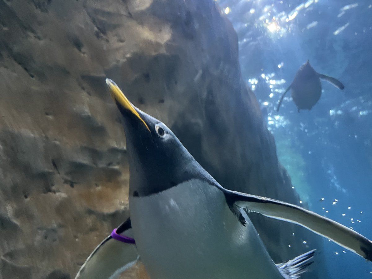 L.Y.K.A.I.O.S💿🐇VTuber tweet media