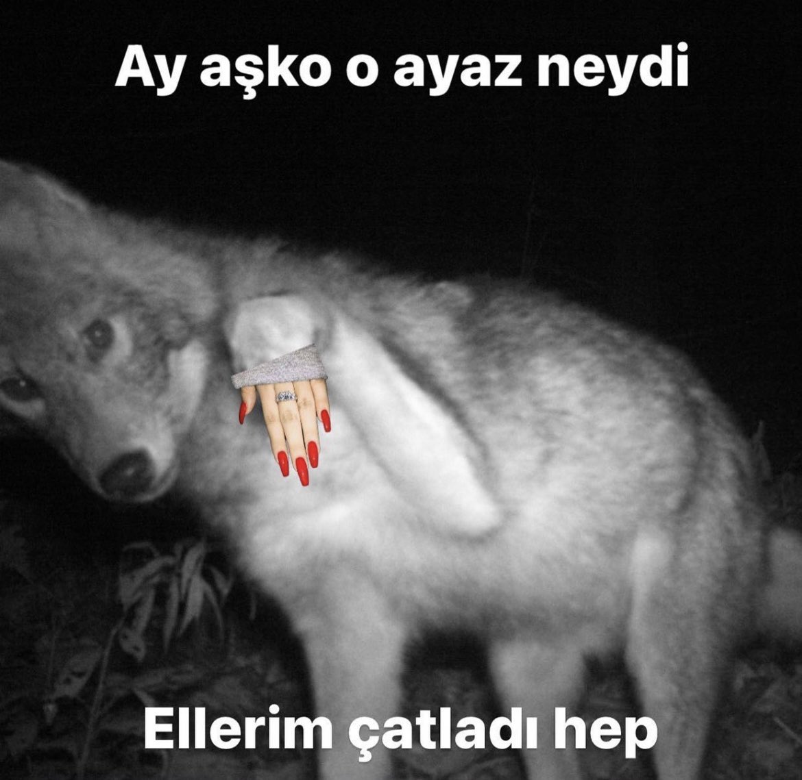 getrekty tweet media