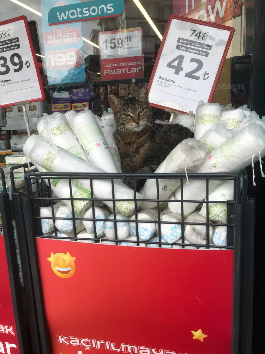 FazılaY tweet media