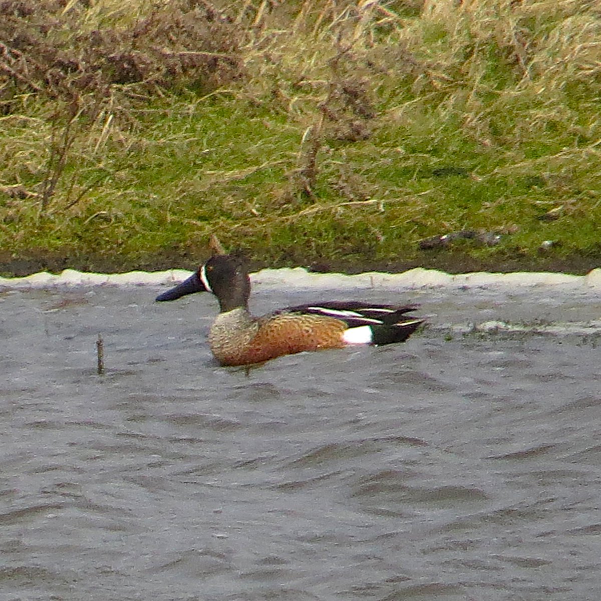 bellchris76's tweet photo. Hybrid Blue-winged Teal x Shoveler at RSPB Saltholme this morning. A county tick of sorts... https://t.co/6CkJ0Gqu52