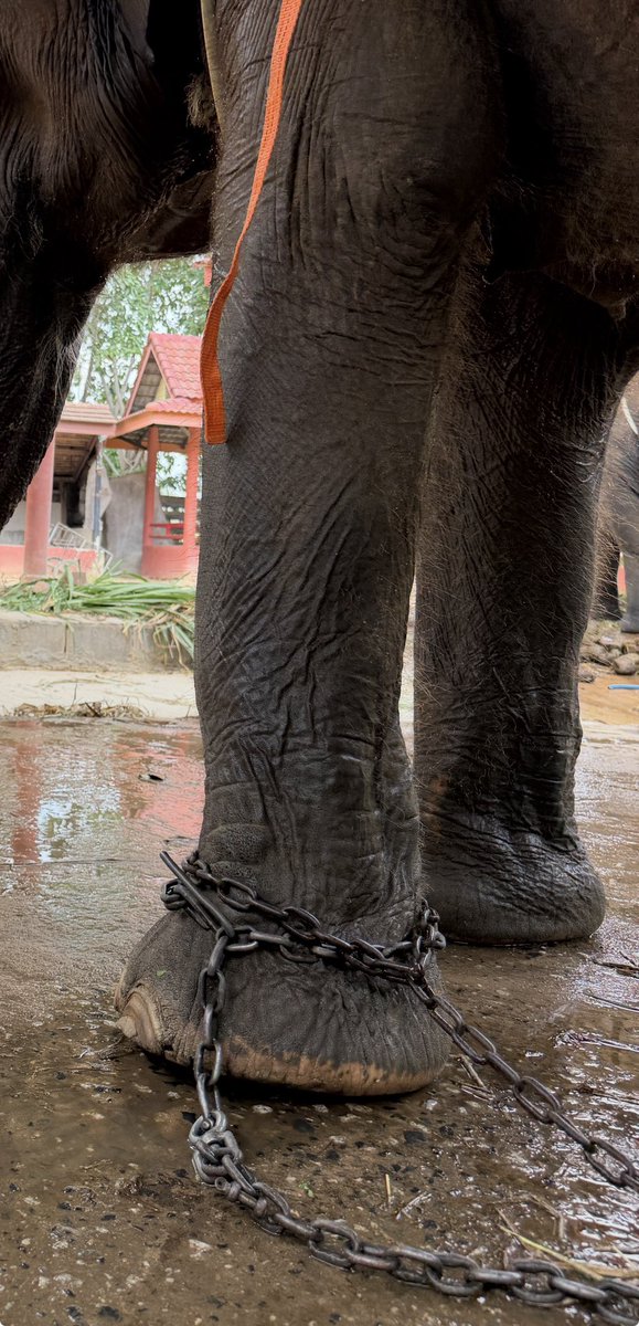 Timothy Sykes tweet media