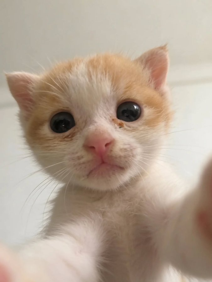 cats 🐈 tweet media