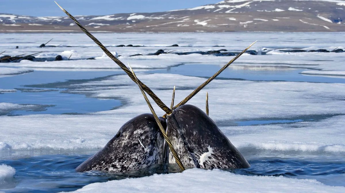 sebbie (he/they) 🌈🐬 tweet media