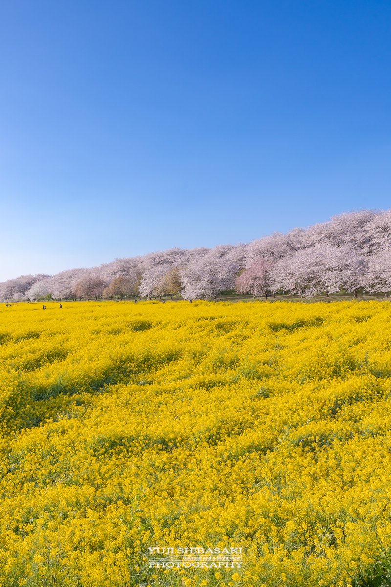 Yuji Shibasaki＠Photo tweet media