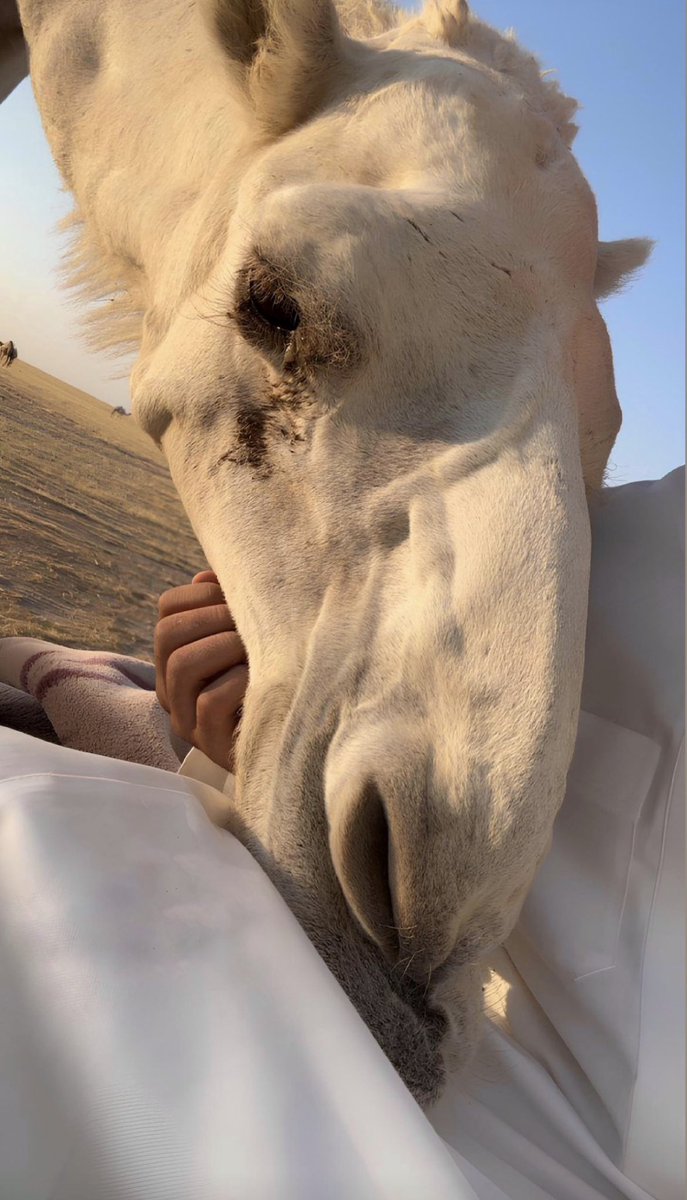 معكاز شعر tweet media