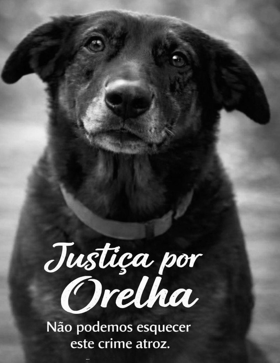 Raphael Trevisan tweet media