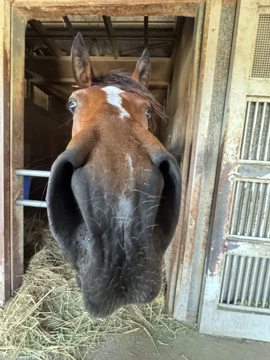 上原博之厩舎【ウエハラヒロユキキュウシャ🍀】 tweet media