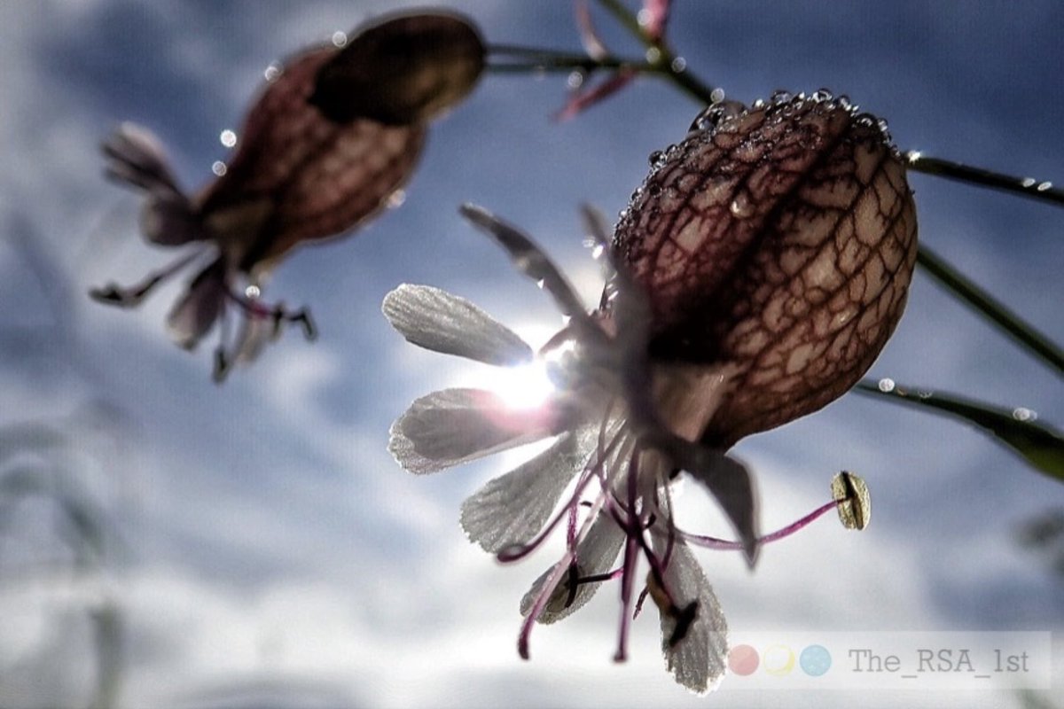 Sky* Ronald Stocker – Born in Ocean Falls B.C. tweet media