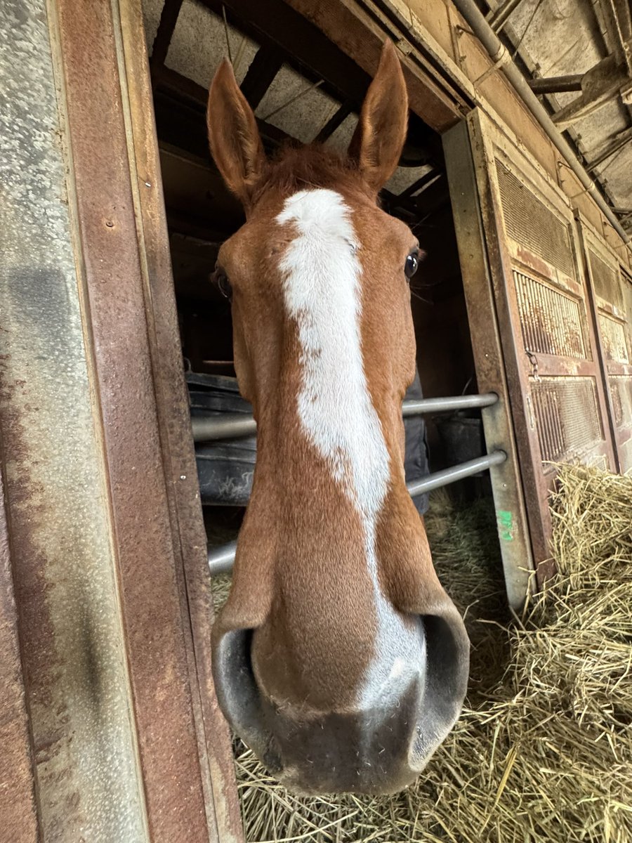 上原博之厩舎【ウエハラヒロユキキュウシャ🍀】 tweet media