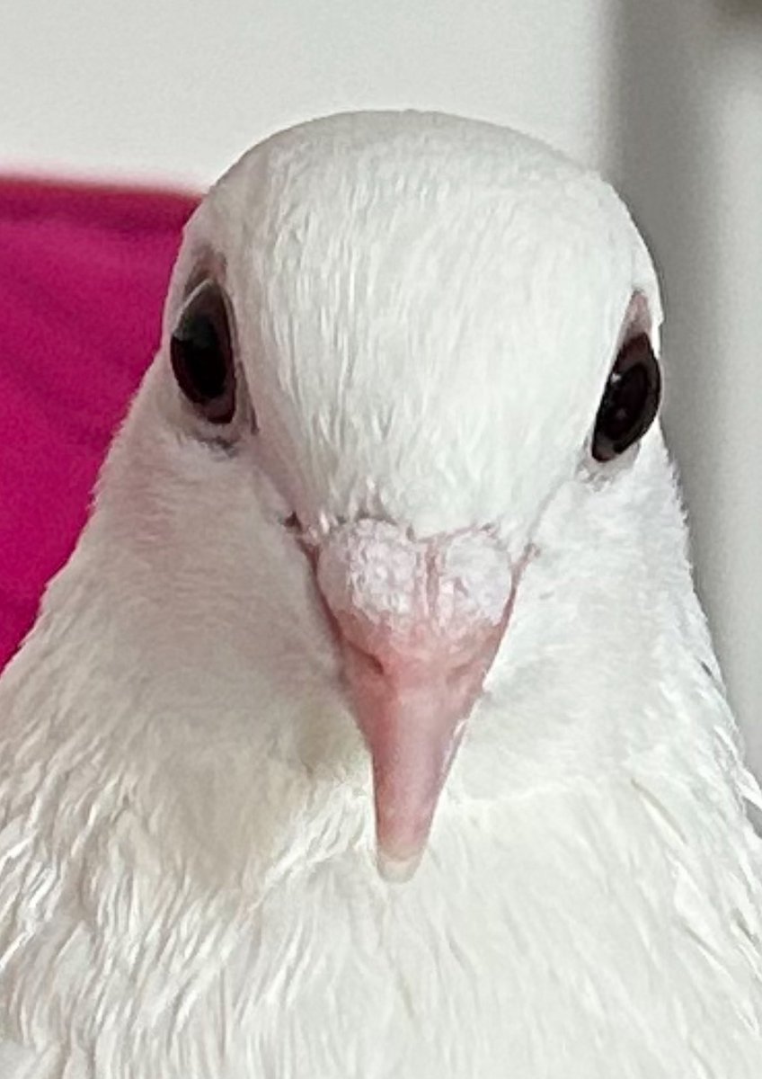 ash 🪿 tweet media