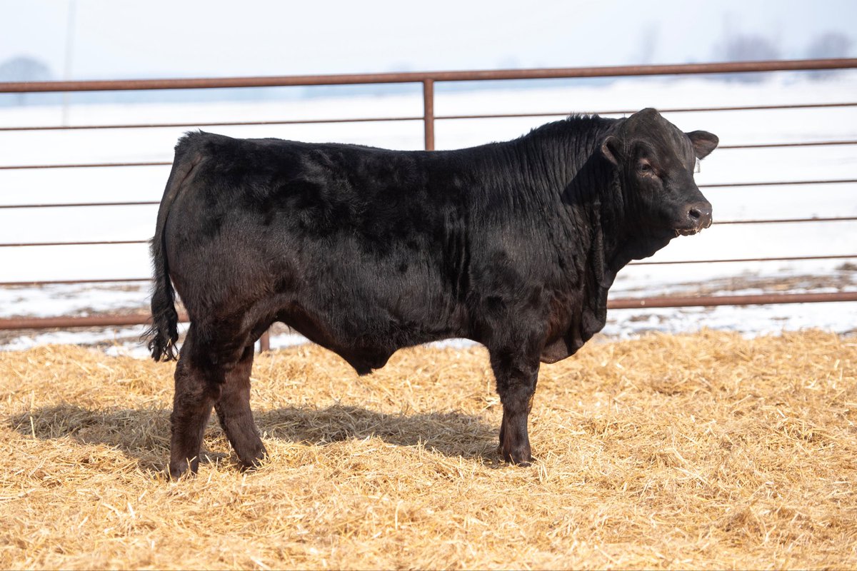 CrinanFarms's tweet photo. Bidding is now open on the Bee Zee Acres 12th Annual Private Treaty bull and heifer sale! Check out Lot 10 CF NONCHALANT 8N. 

A calving ease bull that  still maintains the traditional Limousin hip that we all appreciate!
Bidding,catalog &amp; videos; https://t.co/us7iLjcsQV https://t.co/cdgcB3VarC