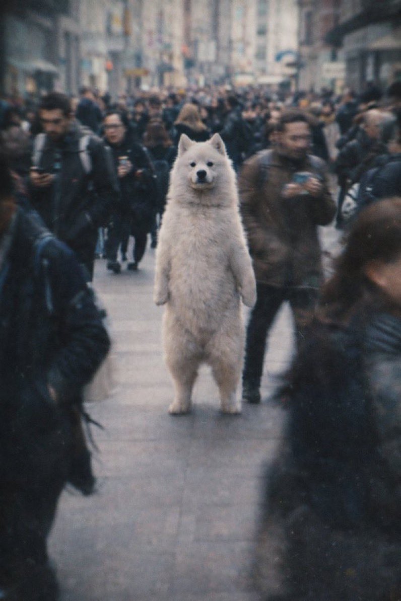 Wizz 🐻❄️ tweet media