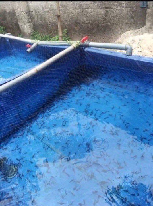 Smart 6ix9ine tweet media