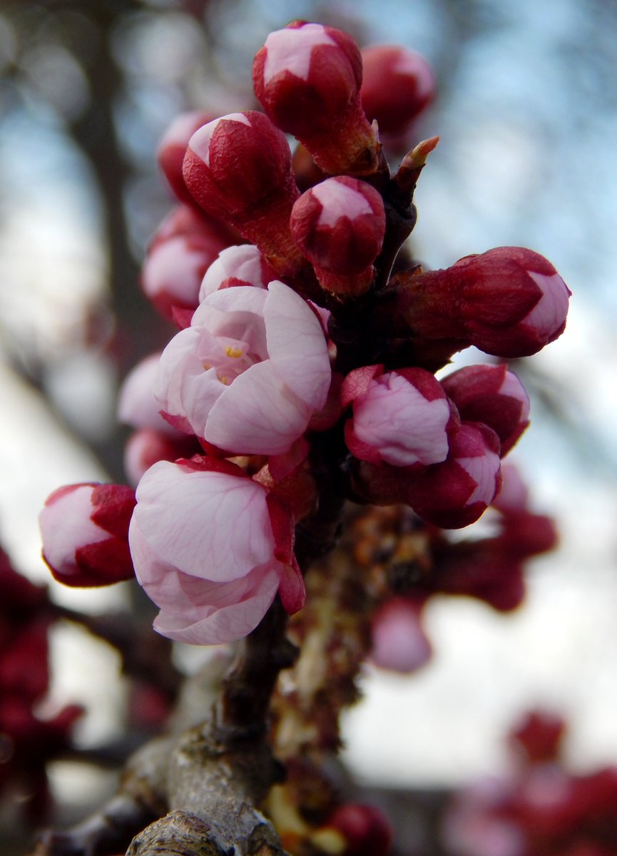 torfiak's tweet photo. Pączki! 😊🌸
Dzień dobry! 👋
#wiosna #morela https://t.co/XnQyeSsH8p