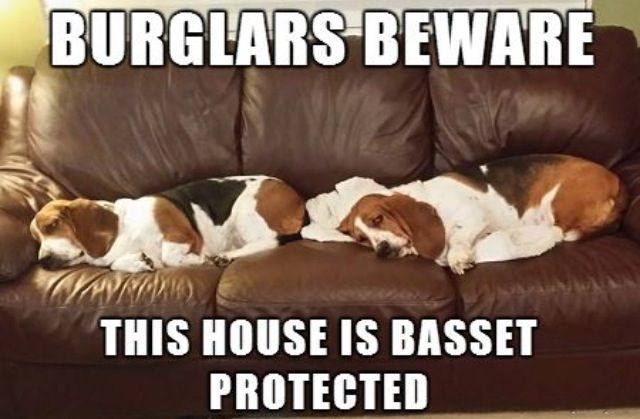 CarlosMerritte's tweet image. Burglars beware this house is basset protected
#DogLovers #HoundNation #Pawtasticn #BassetAdventures #CuteDogs #BassetHoundLoverUSA