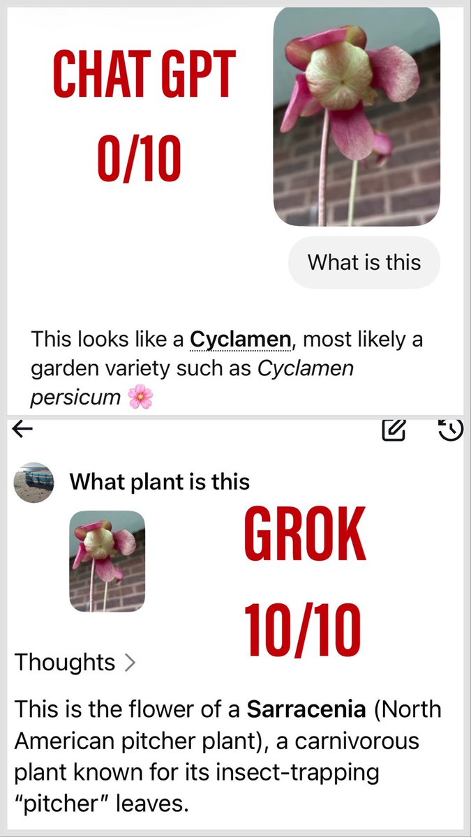 _bournemouth's tweet photo. @elonmusk I knew Grok would know #carnivorousplants #Saraccenia https://t.co/cxwplLLoY8