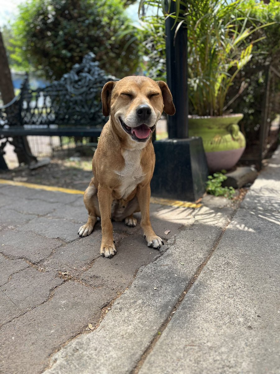 Nos encanta cuando comparten tanto las publicaciones, porque así logramos llegar a más personas 🩷, pero ojalá ese alcance también se transformara en una oportunidad real para Juanita.

No queremos que pase años esperando un hogar… ella merece conocer lo que es tener una