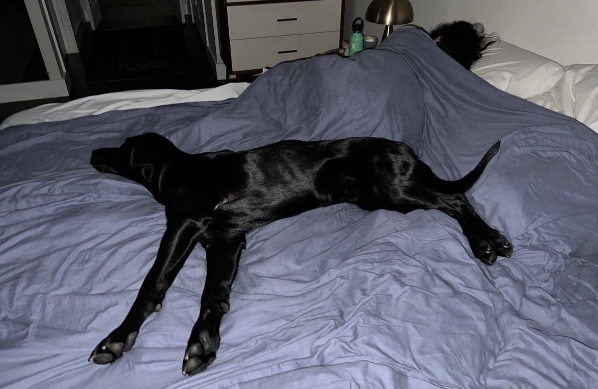 Dooner 🇺🇸 tweet media