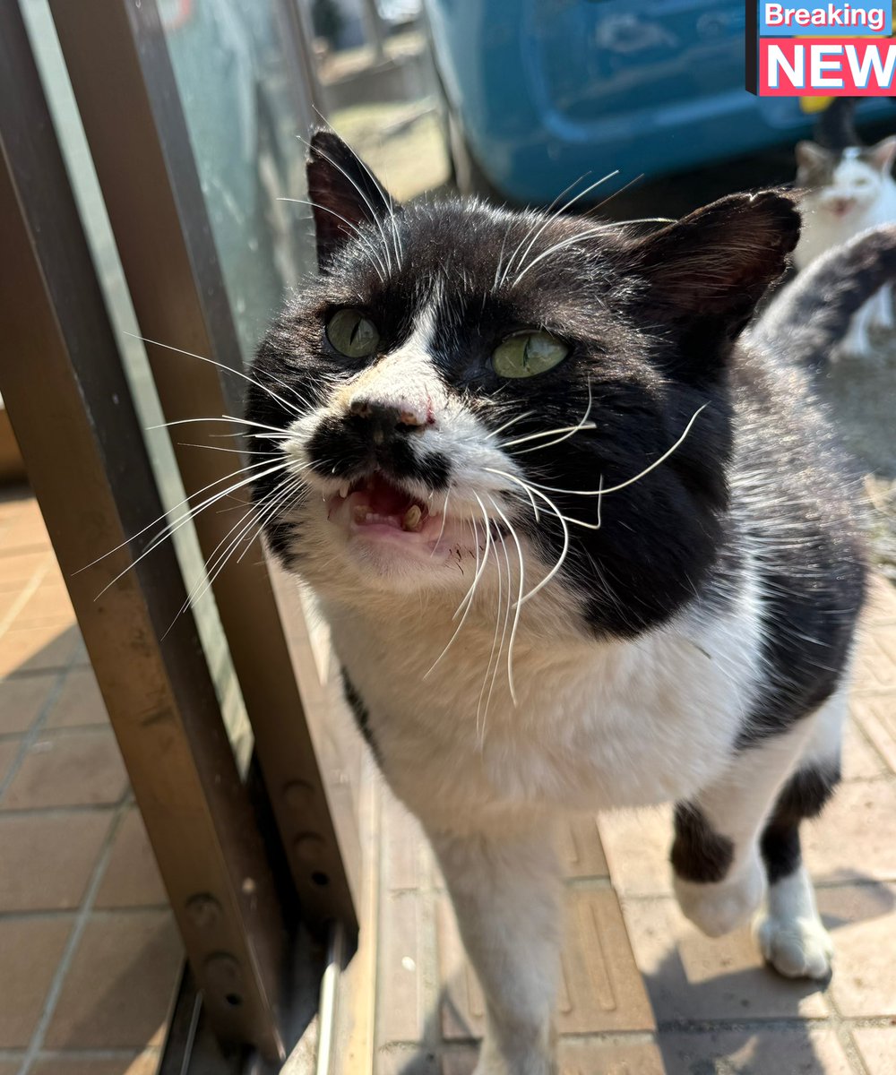 マモー tweet media